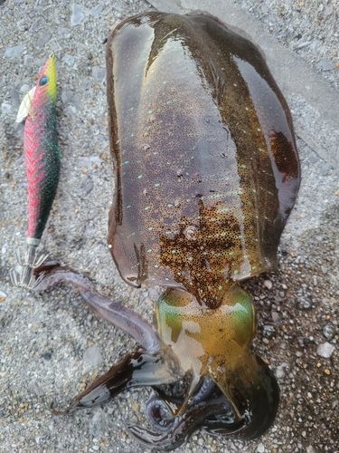 アオリイカの釣果