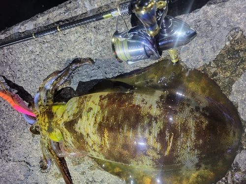 アオリイカの釣果