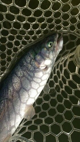 レインボートラウトの釣果