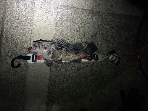 クロソイの釣果