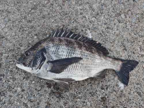 クロダイの釣果