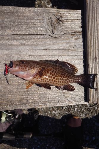 オオモンハタの釣果