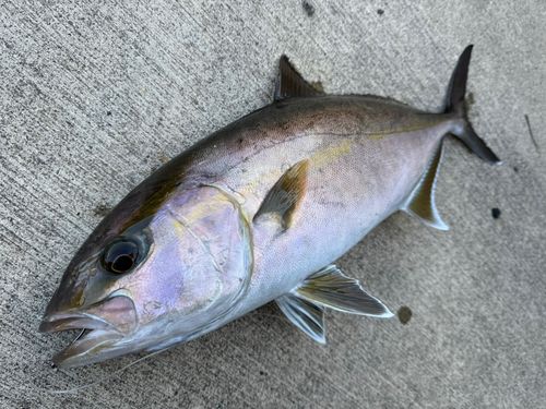カンパチの釣果