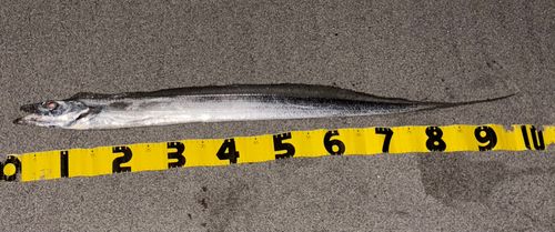 タチウオの釣果