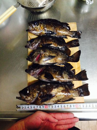 メバルの釣果
