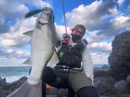 ヒラスズキの釣果