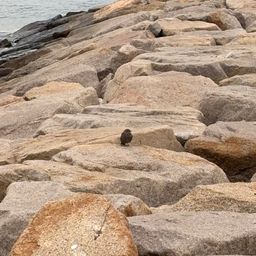 タケノコメバル