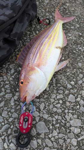 イトヨリダイの釣果