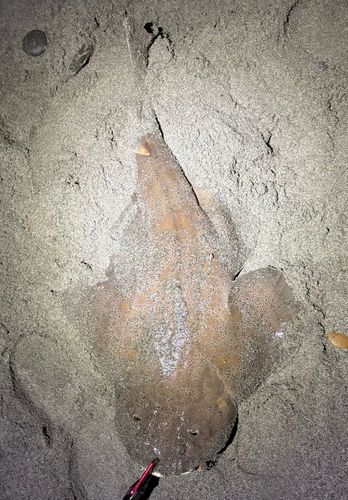 カスザメの釣果