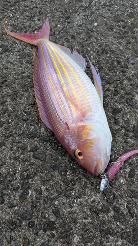 イトヨリダイの釣果