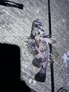 クロソイの釣果