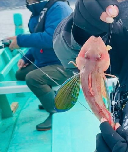 ホウボウの釣果