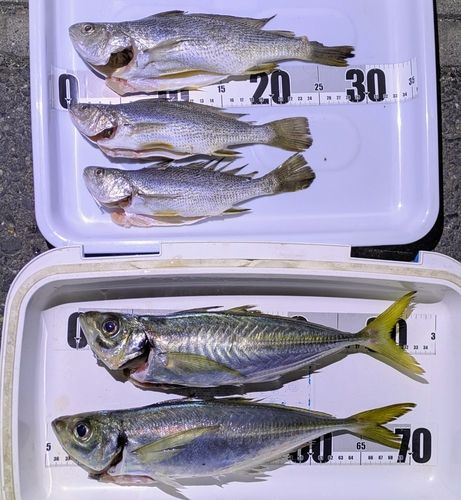 アジの釣果
