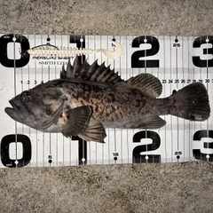 クロソイの釣果