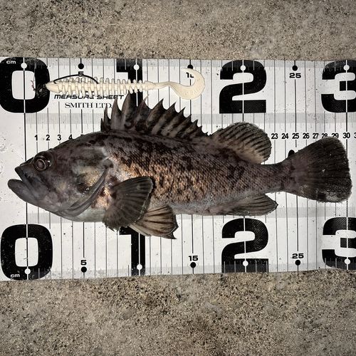 クロソイの釣果