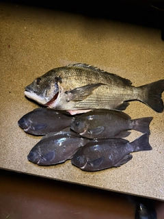クロダイの釣果