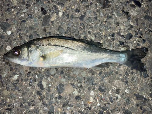 セイゴ（マルスズキ）の釣果