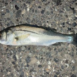 セイゴ（マルスズキ）