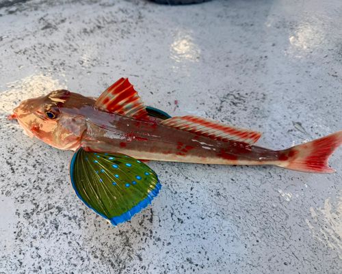 ホウボウの釣果