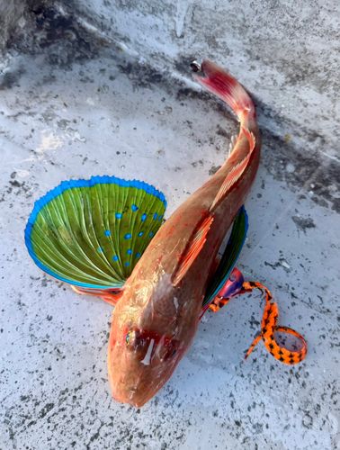 ホウボウの釣果