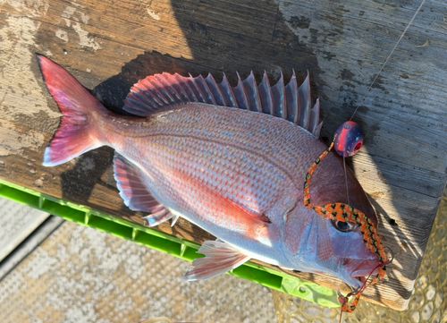 マダイの釣果
