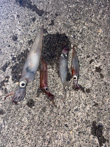 ヤリイカの釣果