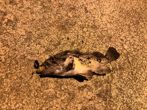 クロソイの釣果