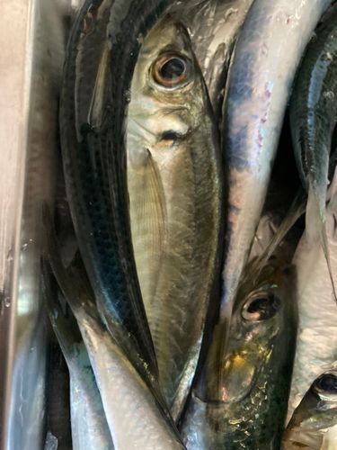 マイワシの釣果