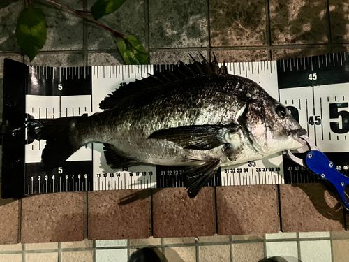 クロダイの釣果