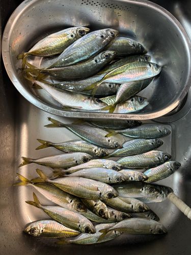 アジの釣果