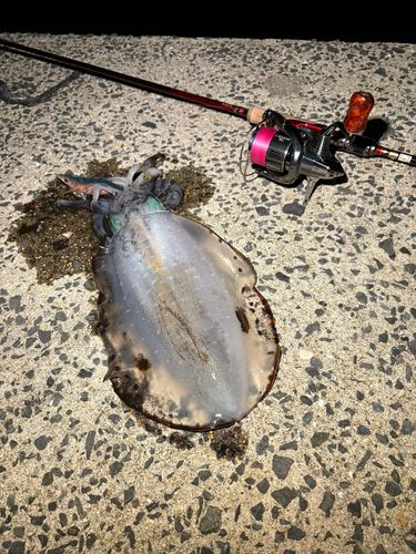 アオリイカの釣果