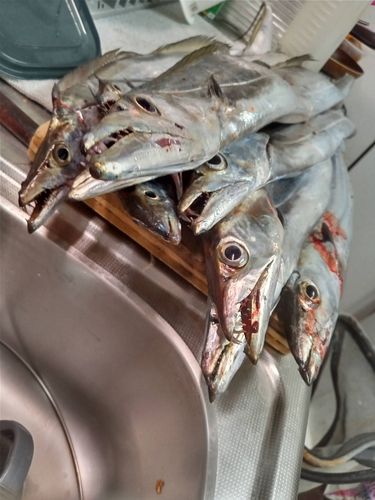 タチウオの釣果