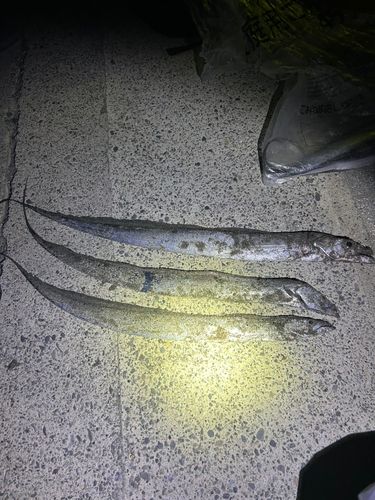 タチウオの釣果