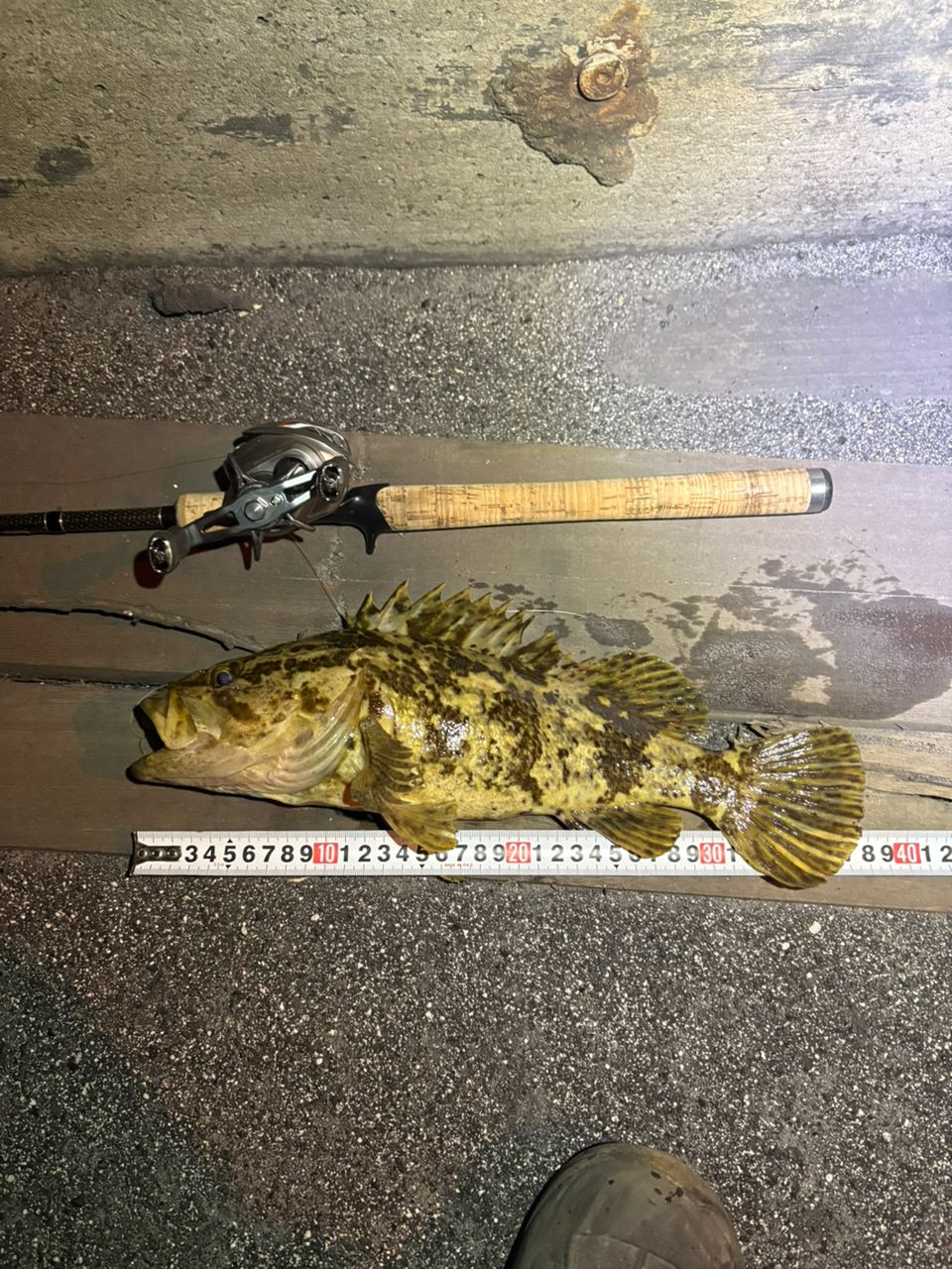 タケノコメバル