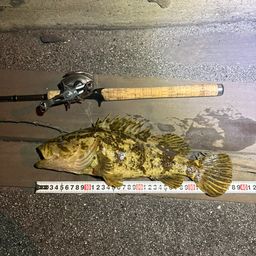 タケノコメバル