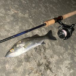 セイゴ（マルスズキ）