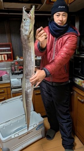 タチウオの釣果