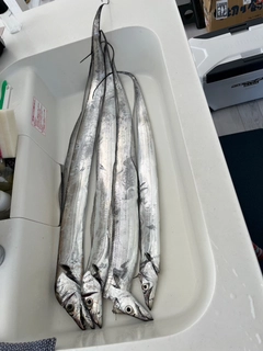 タチウオの釣果