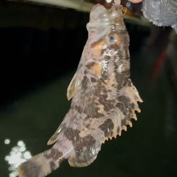 タケノコメバル