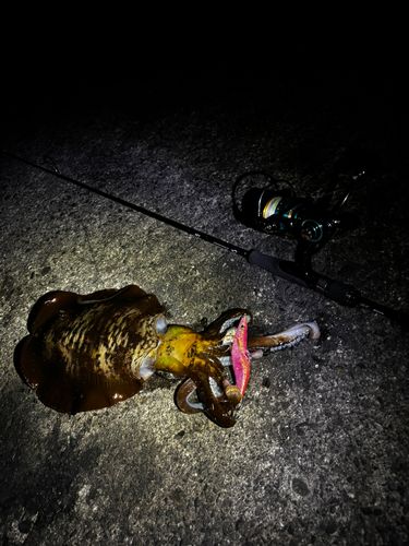 アオリイカの釣果