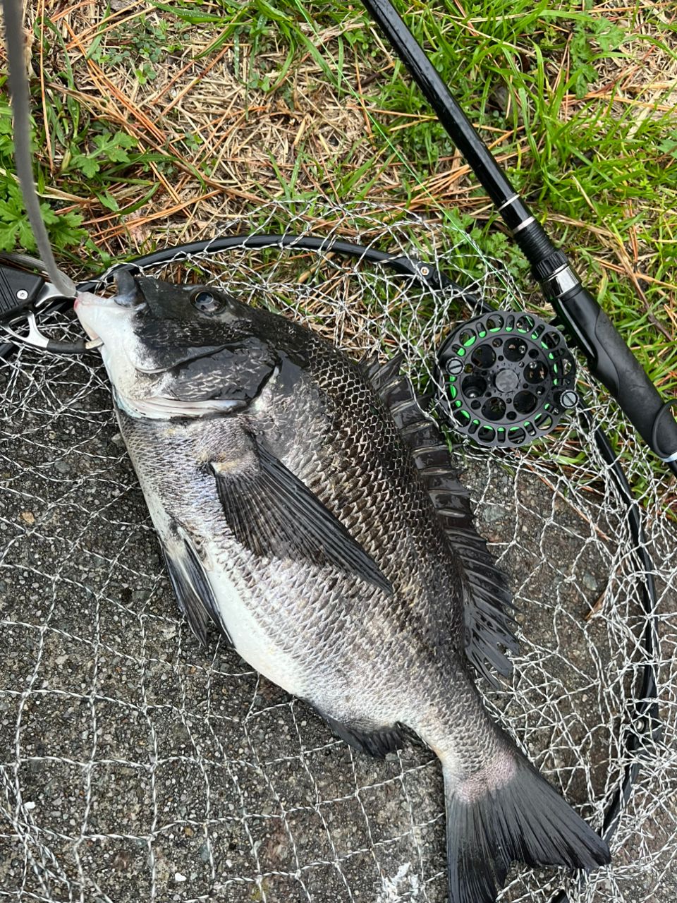 アングラーHechihechi1957さんの2026年01月08日(木)の釣行(大阪府