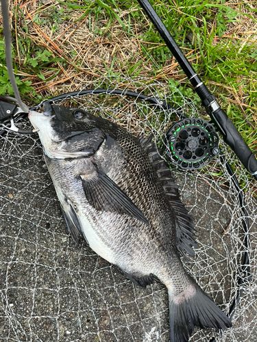チヌの釣果