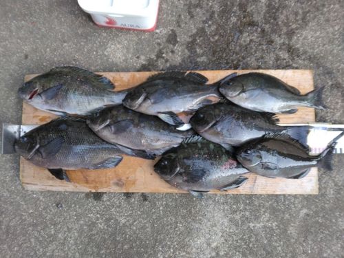 クチブトグレの釣果