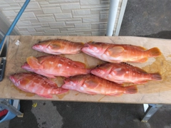 アカハタの釣果