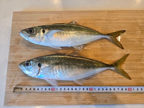 マアジの釣果