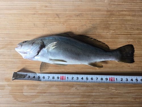 ニベの釣果