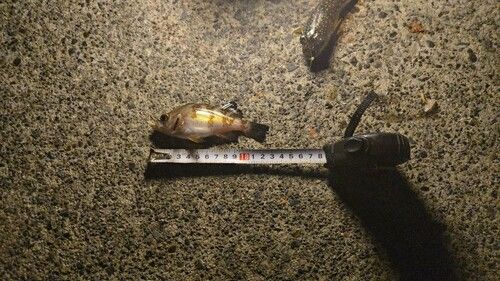 シロメバルの釣果