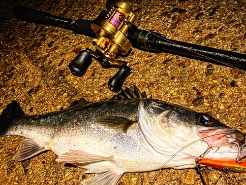 シーバスの釣果