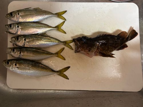 アジの釣果