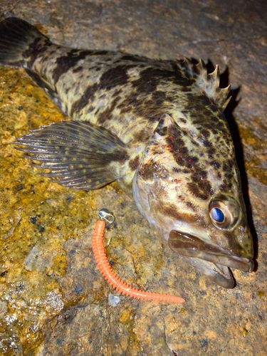 タケノコメバルの釣果